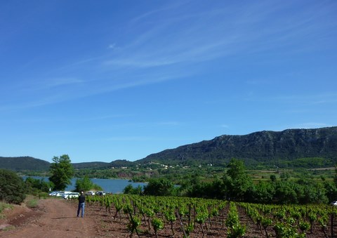 Le village de Liausson et ses vignobles en coteaux du Languedoc.